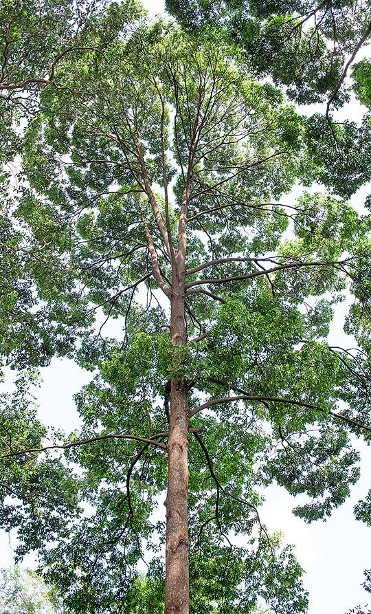 Originaria del Asia tropical oriental, la Hopea odorata es una siempreverde que alcanza los 45 m de altura. Madera preciada, resina impermeabilizante para barnices y virtudes medicinales © Giuseppe Mazza