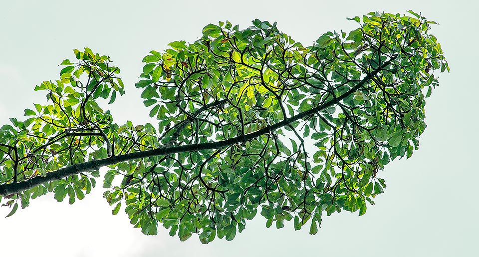 Por el rápido crecimiento y las hojas ornamentales es a menudo presente en los jardines de los trópicos. En el pasado el látex era utilizado para la goma de masticar © Giuseppe Mazza