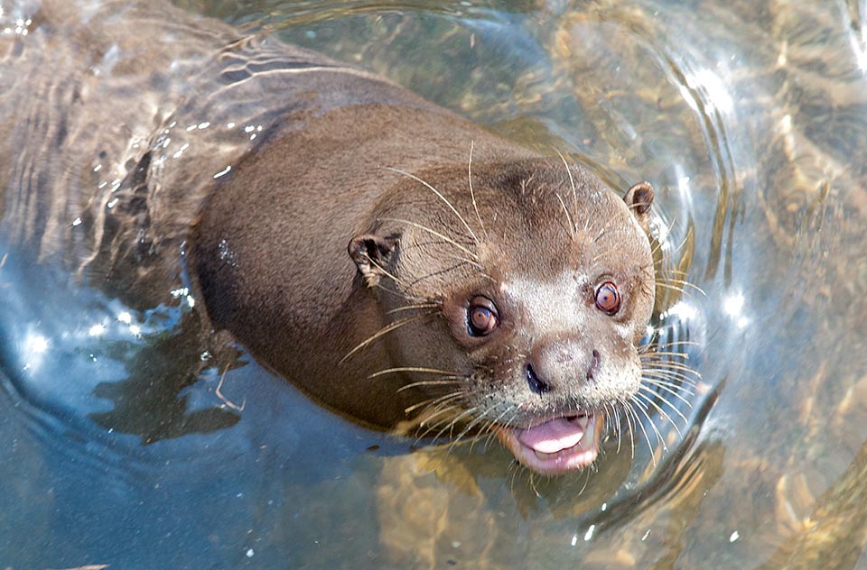 Emmetropic or only slightly shortsighted, the giant otter has an accommodation power of more than 50 dioptres due to the very developped ciliar muscles that may modify the lens curvature radius. So, it sees well immersed and out distinctly at 50 m far. The long vibrissae are important sensors in torbid waters © Giuseppe Mazza