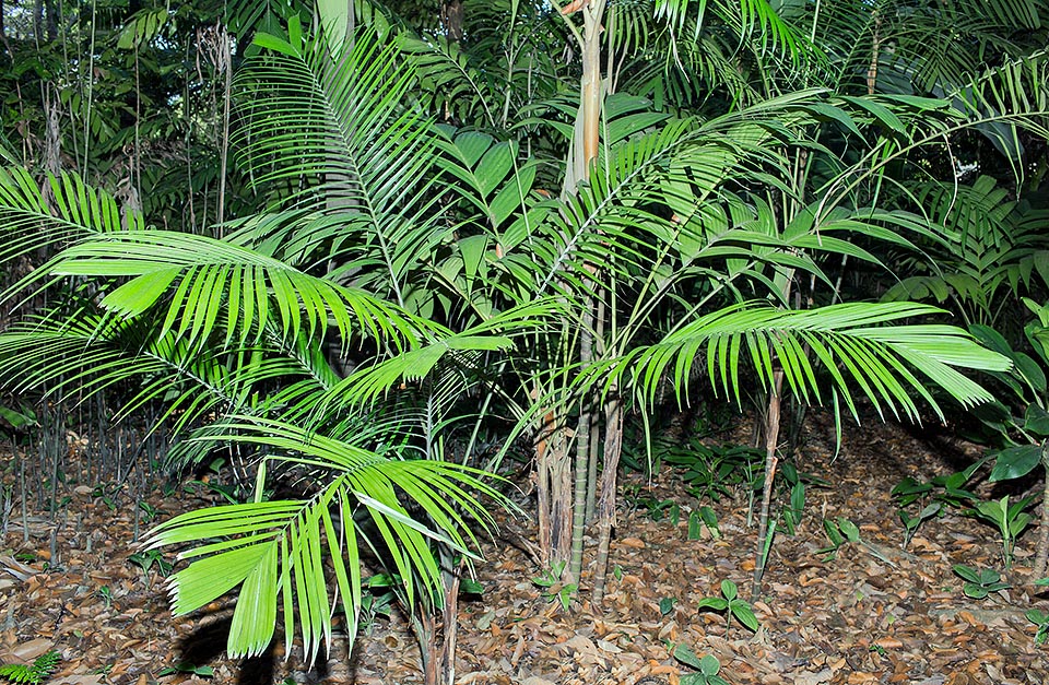 Rara en cultivación, la Pinanga pachyphylla es originaria de Borneo. Tallos anchos cerca 2 cm, altos hasta 3 m y sobre el cual se nota la marca de las hojas caídas © Giuseppe Mazza
