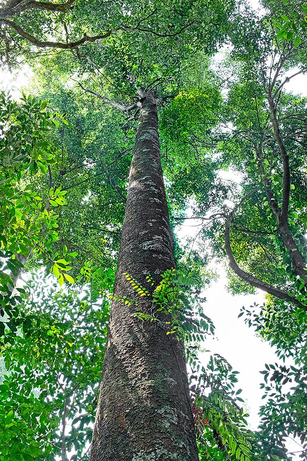 Una majestuosa Dyera costulata en la foresta pluvial de Singapur. Especie siempreverde o semidecidua en los períodos de sequía, puede alcanzar los 60 m de altura con un tronco de 1,6 m de diámetro © G. Mazza