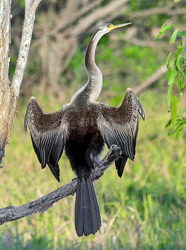Until a few years ago the Anhinga novaehollandiae was considered a subspecies of the Indian darter © Giorgio Venturini