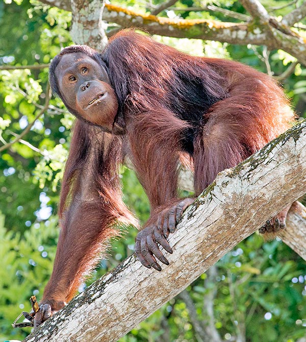 They mainly eat fruits: about 60% of their diet is based on consumption of figs, litchis, rambutans, breadfruits, mangoes and durians. But also vegetables, as in this case, buds, leaves, flowers, roots, bark, honey, insects, small vertebrates and eggs, for a total of more than 400 aliments © Giuseppe Mazza