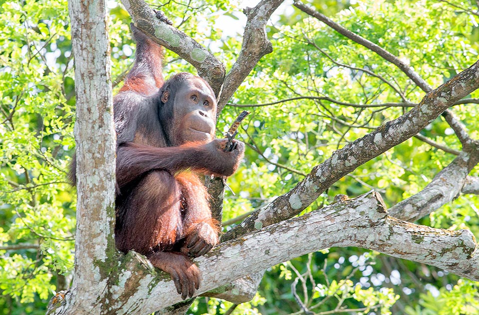 The Pongo pygmaeus mainly eat fruits: about 60% of their diet is based on consumption of figs, litchis, rambutans, breadfruits, mangoes and durians. But also vegetables, as in this case, buds, leaves, flowers, roots, bark, honey, insects, small vertebrates and eggs, for a total of more than 400 aliments © Giuseppe Mazza