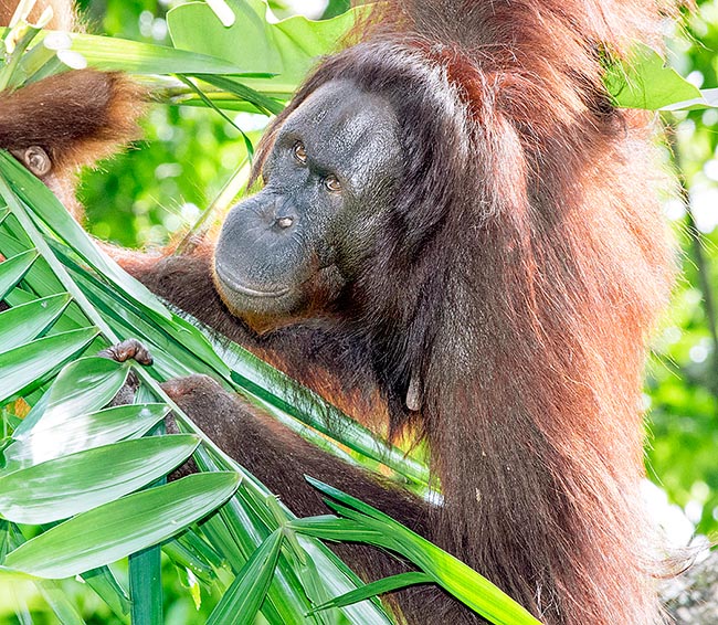 Le foglie entrano regolarmente nella dieta dell'orango del Borneo e sono detti “ i giardinieri della foresta” perché a differenza dei piccoli animali hanno la forza per smuovere e a disperdere anche i grossi semi © Giuseppe Mazza