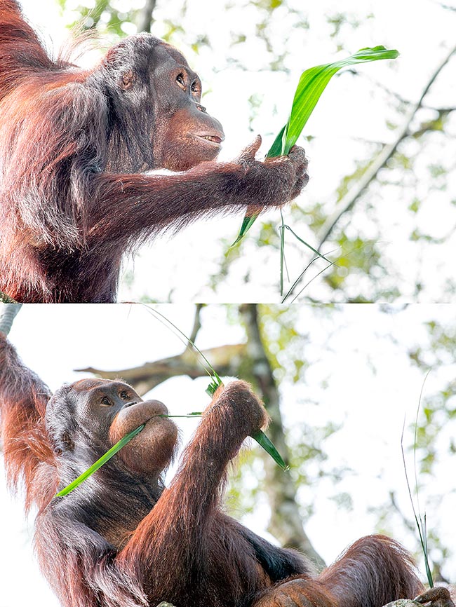 Felicidad es también gustar tranquilamente de una hoja en la cima del árbol preferido © Giuseppe Mazza