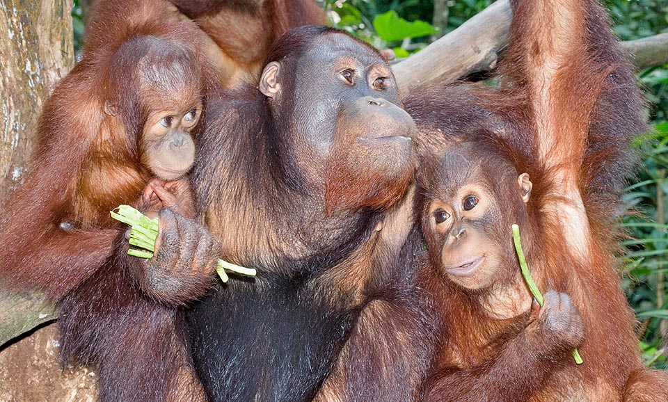 The discovery of crispy buds is a feast time. Pups stay close to the mother for 6 years, time for growing and learning where, how and when to nourish © Giuseppe Mazza