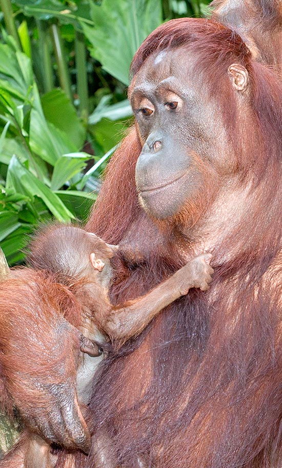 La gestation de l’orang-outang de Bornéo dure environ 245 jours, au terme de laquelle en général un seul petit est mis au monde. Les nouveau-nés doivent être allaités toutes les 3-4 heures, et ils commencent la nourriture solide, mâchée par la mère, à environ 4 mois de vie © Giuseppe Mazza