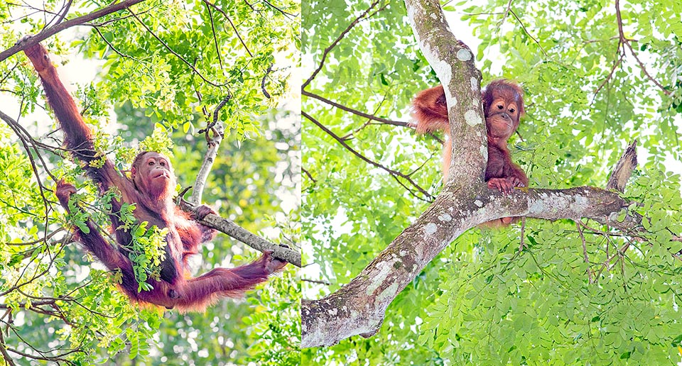 Regardez comme je suis adroit ! Comme maman, j’ai escaladé le grand arbre… je suis arrivé au sommet © Giuseppe Mazza