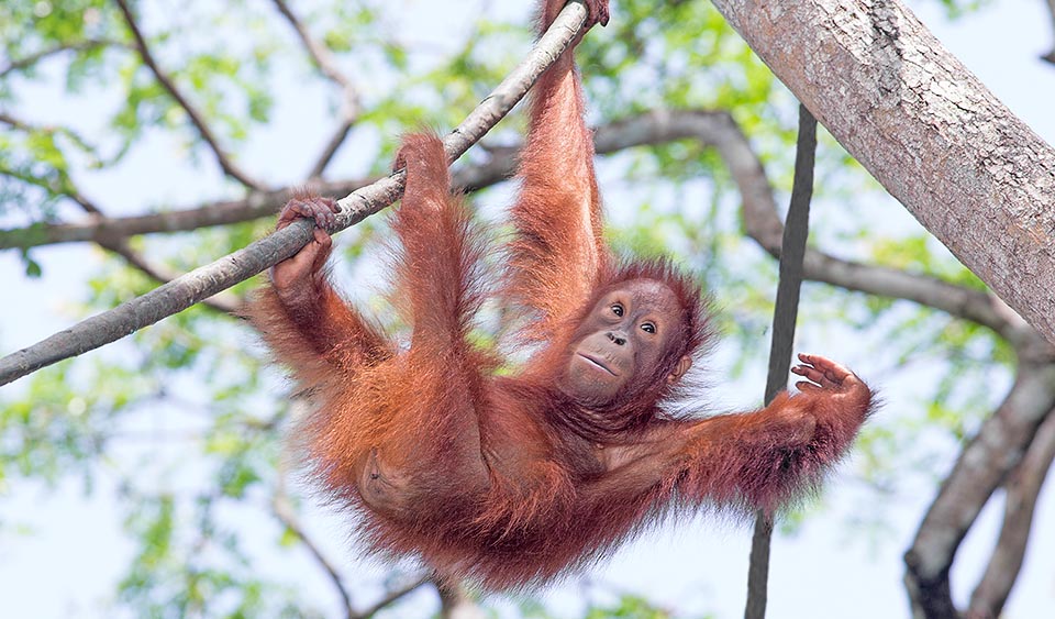 El orangután de Borneo posee un promedio de vida de 35-40 años en la naturaleza; en cautiverio puede alcanzar, en cambio, los 60 años de edad © Giuseppe Mazza