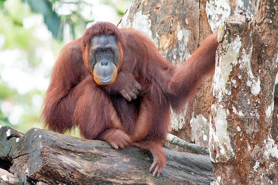 Es un animal capaz de relacionarse muy bien con el hombre. Aprende, observándolo, a usar martillo y sierra. En Borneo existe un centro para el cuidado de los orangutanes, donde una hembra ha aprendido a usar 30 señas del alfabeto para sordos, de manera que puede comunicarse con las personas. En la naturaleza viven cerca de 6900 individuos en el Parque Nacional Sabangau, pero la especie se encuentra en peligro por la pérdida de hábitat relacionada con la deforestación, principalmente por el cultivo de palma aceitera, la fragmentación de hábitat en los lugares donde vivieron durante siglos, la caza ligada a creencias antiguas (que persiste a pesar de las prohibiciones), y la triste sustracción ilegal de cachorros para el “comercio de mascotas” © Giuseppe Mazza