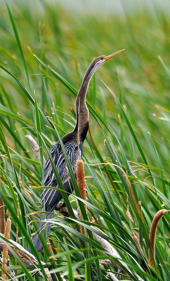 Anhinga melanogaster, Anhingidae, Anhinga d'Asie 