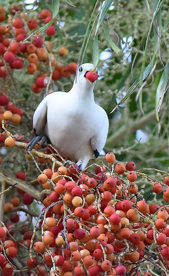 The Ducula spilorrhoa or Torresian imperial pigeon has the epicentre of its diffusion range over this earth horseback between Australian continent and New Guinea and the Indonesian archipelago. South Queensland is the southern limit of the species © Gianfranco Colombo