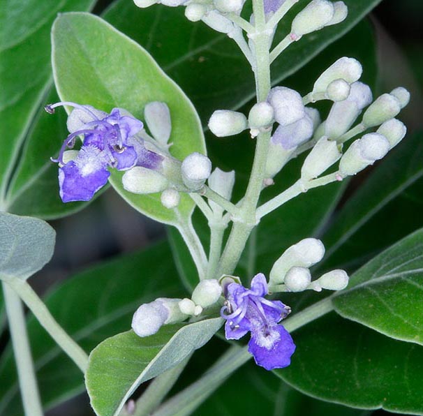 Inflorescences terminales en panicules, aux fleurs bleu-lavande et au fruits sub-globuleux, utilisés localement depuis les temps anciens en médecine traditionnelle dont les propriétés antiinflammatoires et analgésiques sont confirmées. L’huile essentielle des feuilles présente une activité insecticide élevée © Giuseppe Mazza