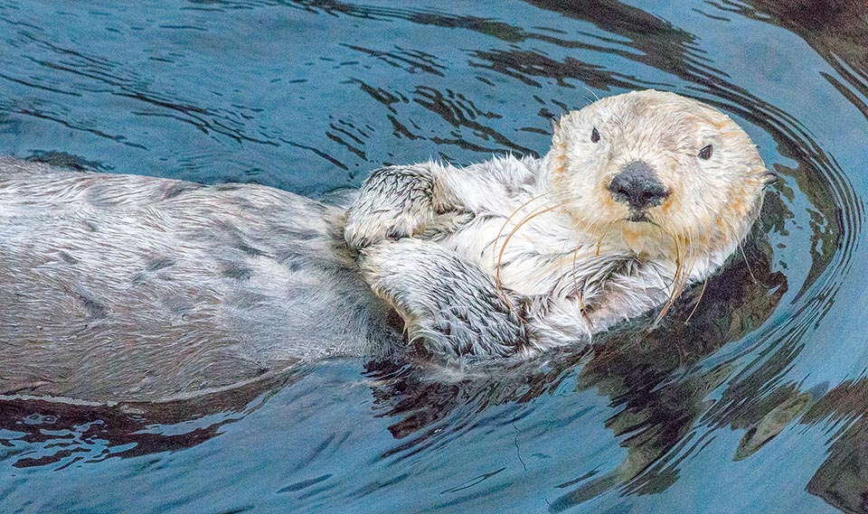 Enhydra lutris, Mustelidae, Lontra marina