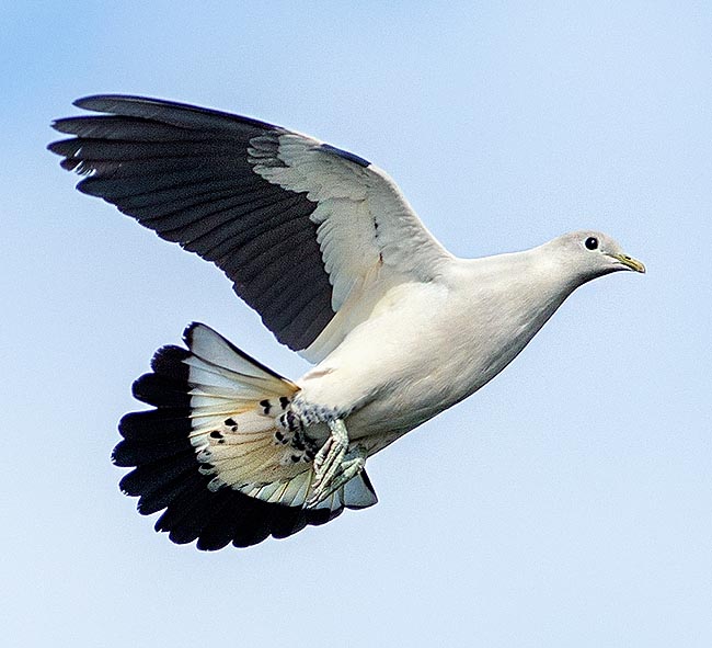 Le Carpophage argenté a une large rayure noire, bien visible dans la partie inférieure du corps qui couvre entièrement le dessous de la queue. Le vol plané lors de la parade nuptiale marque le territoire © Colombo