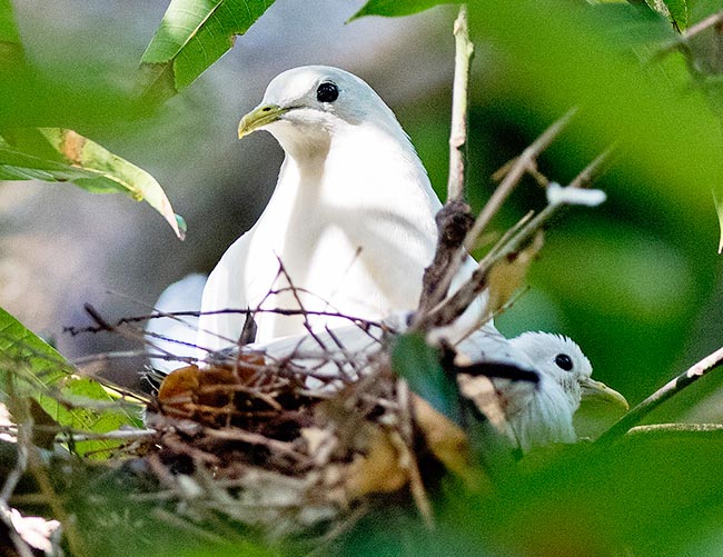 Un nid avec un petit. Ducula spilorrhoa se reproduit généralement en grandes colonies dans des lieux inaccessibles © Gianfranco Colombo