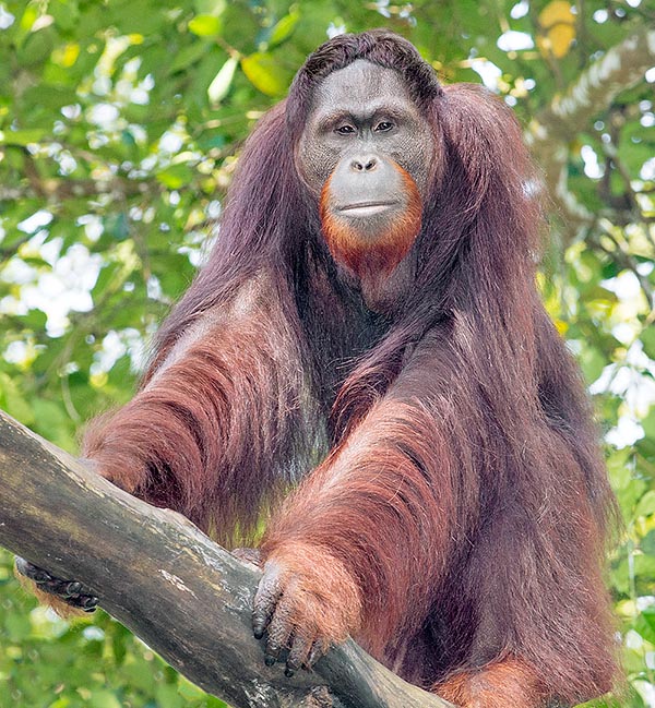 Whilst the flanged males do not accept rivals in their territory, that generally overlaps on that of more females, the unflanged are not aggressive at all with the other young males in similars conditions. Rarely they can afford their own small part of forest and so are obliged to wander as immature ceaselessly. If during their sad wandering they meet a female, even if this would prefer a flanged, they get her by force with very acrobatic matings on the trees, thus contributing in the species survival © Giuseppe Mazza