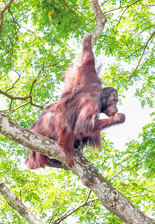 Bien que l’orang-outang de Bornéo se trouve plus souvent au sol que celui de Sumatra, où les tigres rodent, ils sont typiquement arboricoles, uniques représentants en Asie des singes anthropomorphes © Giuseppe Mazza