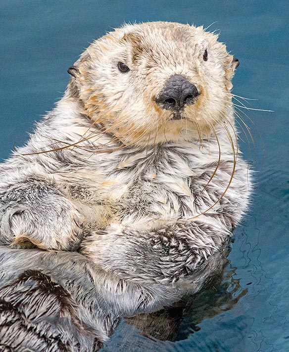 Enhydra lutris, Mustelidae, Lontra marina