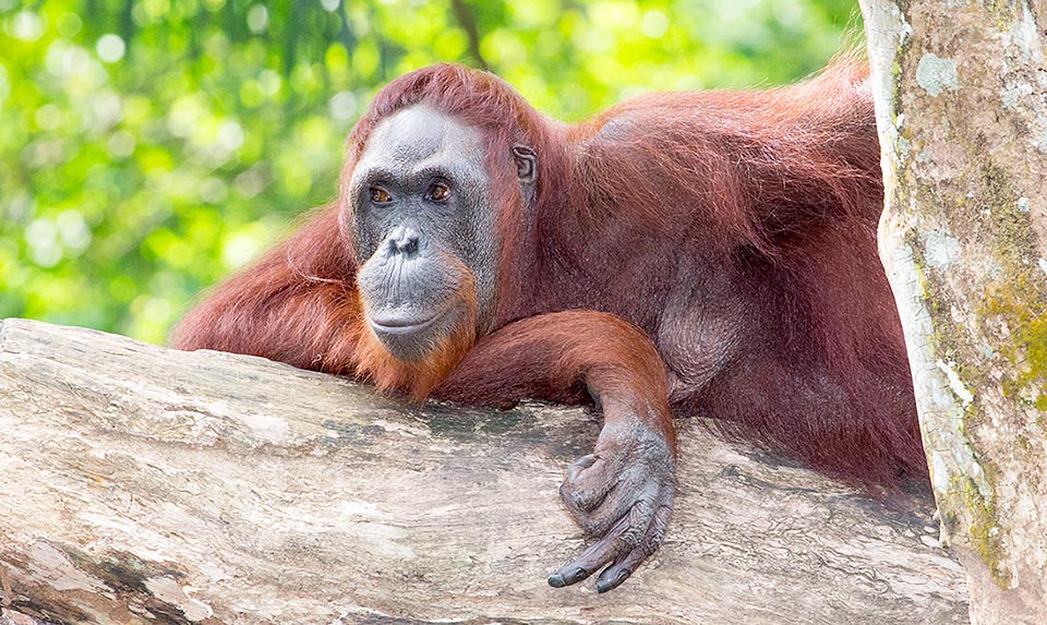 Parmi les primates Pongo pygmaeus est seulement second pour le poids derrière les gorilles. Dans la nature, les mâles peuvent prétendre à 50-100 kg et 1,2-1,4 m de haut, les femelles 30-50 kg pour 1-1,2 m. En captivité ils risquent souvent l'obésité. Forcé à une vie sédentaire, un mâle de 13 ans a atteint 204 kg © Giuseppe Mazza