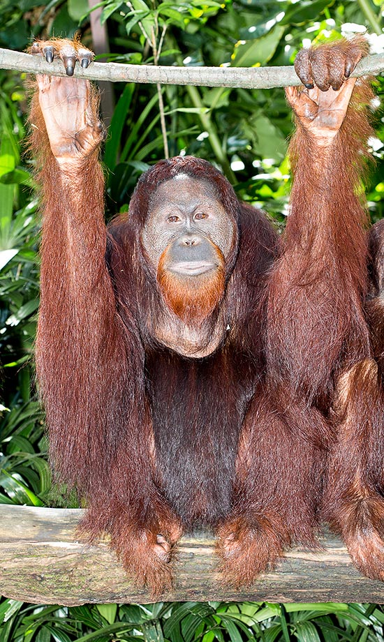 La característica peculiar de la especie está representada por los larguísimos brazos que pueden alcanzar 1,5 m, mientras que las extremidades inferiores son ligeramente más cortas. Las cuatro manos son prensiles, con dedos largos y pulgares oponibles: ideales para una vida de “braceador” en el dosel tropical © Giuseppe Mazza