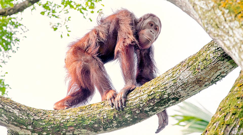 En sus desplazamientos, los orangutanes de Borneo usan diversos métodos de locomoción: mientras los jóvenes prefieren pasar de un árbol a otro, usando sus brazos largos y fuertes, los individuos más ancianos se desplazan caminando sobre sus cuatro extremidades por trechos cortos, e incluso, y con prudencia, en posición erecta © Giuseppe Mazza