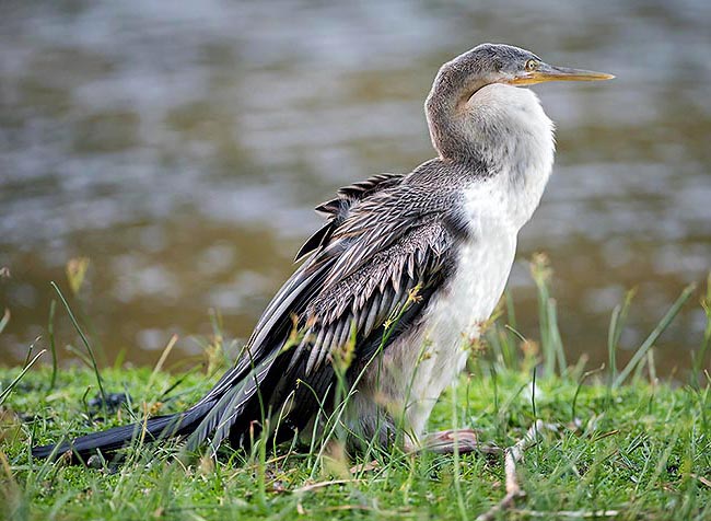 Anhinga novaehollandiae