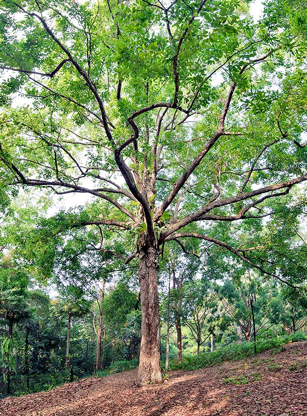 Diffused in the Asian tropical belt from India to Vietnam, Shorea roxburghii frequently is 40 m tall with tabular roots and trunk of even 1 m of diameter. Ruthlessly exploited for the wood and victim of deforestation, is now in the red list of the endangered species. Medicinal virtues © Giuseppe Mazza