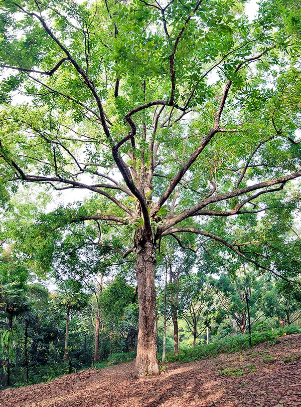 Répandu dans la bande tropicale asiatique de l’Inde au Vietnam, Shorea roxburghii avoisine les 40 m de haut. Racines tabulaires et tronc pouvant atteindre 1 m de diamètre. Exploité sans scrupules pour le bois, victime de la déforestation, aujourd’hui sur la liste rouge des espèces menacées. Vertus médicinales © Giuseppe Mazza