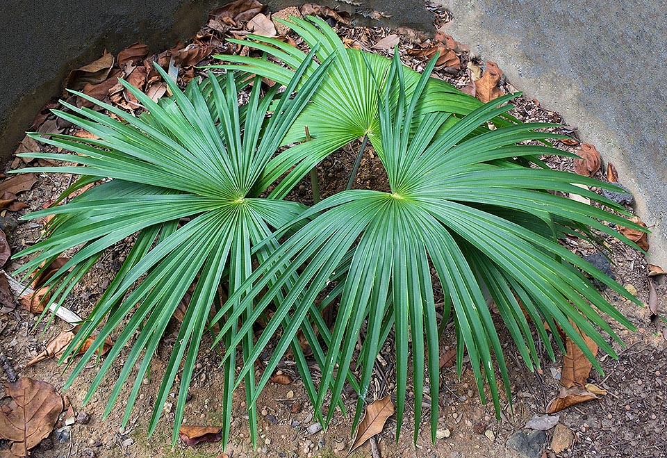 Descubierta casualmente en 2005, laTahina spectabilis de Madagascar es una de las más raras palmas en el mundo. Salvada por las semillas de dos plantas, cuenta hoy menos de 100 ejemplares adultos que crecen en un área modesto, con riesgo de incendio, inundaciones y con pasto. Inerme y monocárpica, es “Critically Endangered” © Giuseppe Mazza