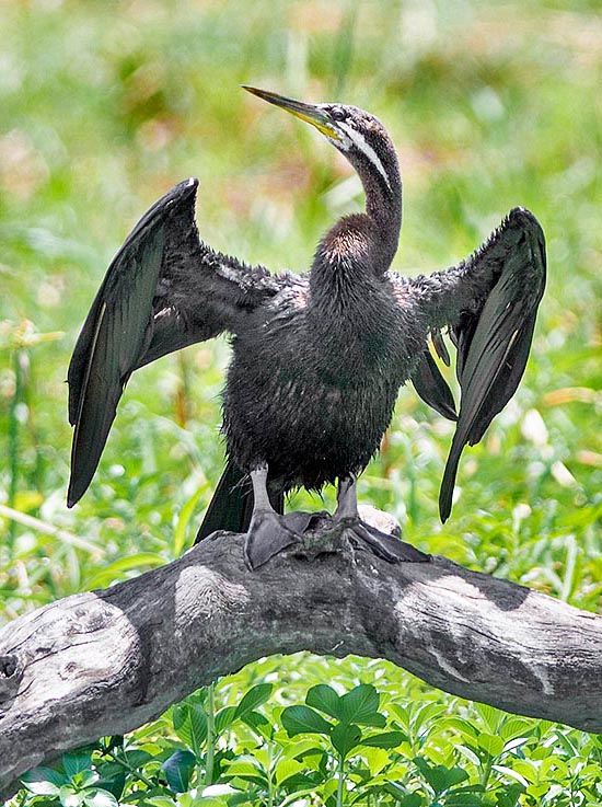 Anhinga novaeholladiae male with its showy white whiskers near the eye and dark livery © Gianfranco Colombo