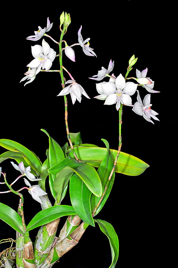 The Caularthron bicornutum is usually an epiphyte species, lithophyte at times, with fusiform pseudobulbs that may be even 30 cm long. The oldest, hollow with a small opening at the base, are often infested by ants with whom they live in perfect symbiosis in the humid forests of tropical America © Giuseppe Mazza