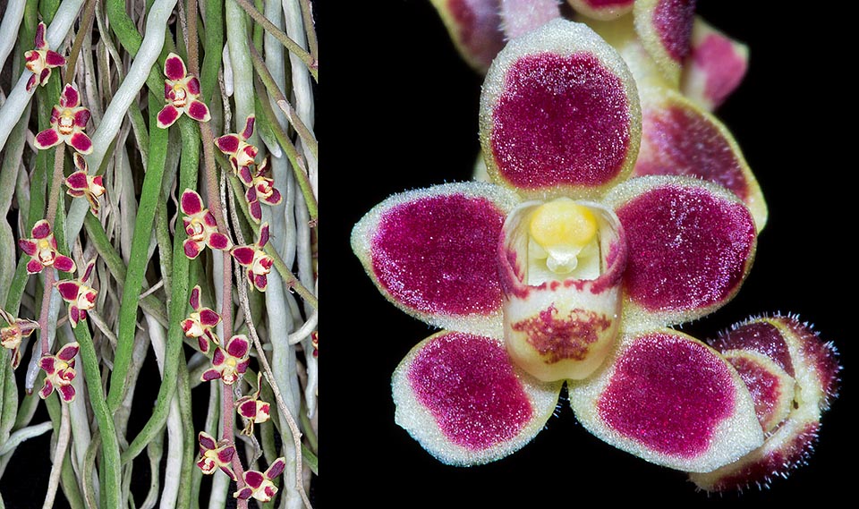 Chiloschista lunifera is a small epiphyte.