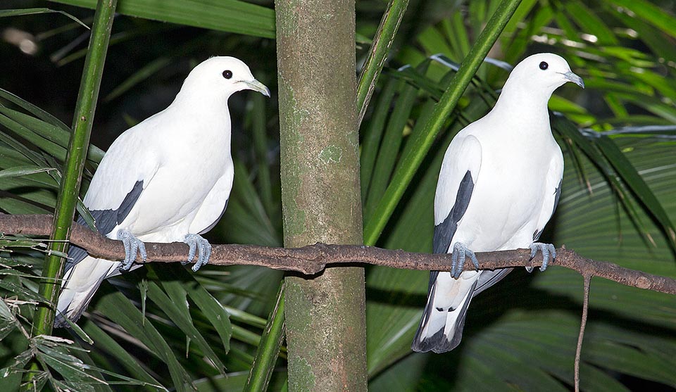 Les couples ne nichent pas en colonies. Pas beaucoup d’ennemis exceptés les rapaces et l’homme qui, en plus de détruire les forêts, localement le passe à la casserole © Giuseppe Mazza