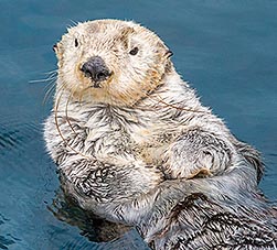 Enhydra lutris Monaco Nature Encyclopedia