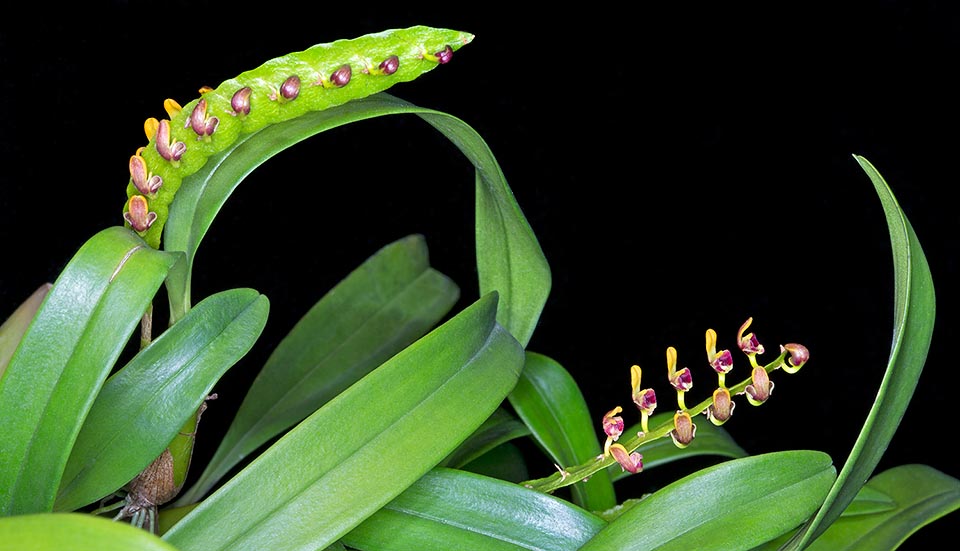 It's a quite variable species with oblong-conical, 2-5,5 cm long pseudobulbs, provided at the apex of two oblong-lanceolate 5-20 cm leaves. The flowers generate in flat falcate rachides 6-14 cm long and 0,5-1,2 cm broad. Easy to cultivate in semi-shady position, and high humidity and adequate temperatures © Giuseppe Mazza