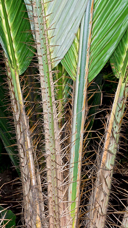 Hojas en crecimiento con espinan que desalientan a los herbívoros © Giuseppe Mazza