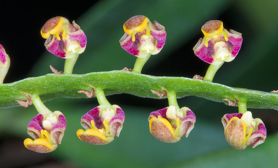 Las minúsculas flores, dispuestas sobre la línea mediana de ambos lados, tienen un sépalo dorsal, espatolado amarillo, de 5-9 mm punteado externamente de pardo púrpura, sépalos laterales retroflexos purpúreos de 3,5-6 mm, pétalos oblongos de 2-3 mm y labelo triangular recurvo con ápice obtuso, móvil, largo 1,5-3,5 mm © Giuseppe Mazza