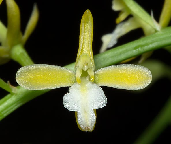 The tiny flowers have often yellow sepals, not longer than 5-6 mm, like the trilobed labellum. The decoction of the whole plant is locally used as febrifuge in the popular medicine © Giuseppe Mazza
