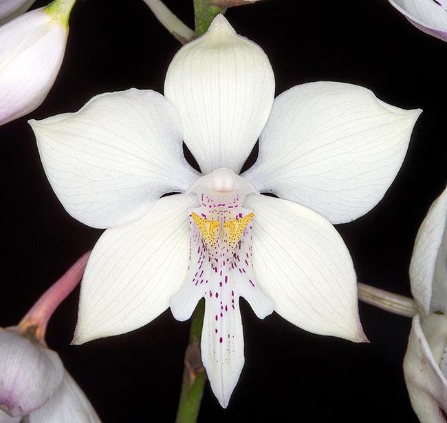The candid sepals can be 3 cm long. The labellum is trilobed with showy pointed central apex. The scientific name 