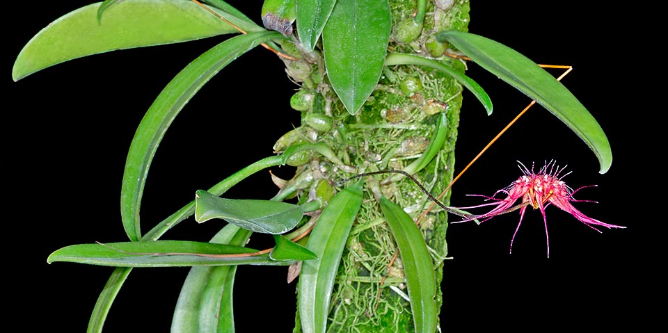 Bulbophyllum gracillimum, orchidée miniature d’Asie du sud-est aux pseudobulbes ovoïdes, longs de 0,5 à 1,8 cm, sur un rhizome rampant aux feuilles de 3,6 à 12 cm © Giuseppe Mazza