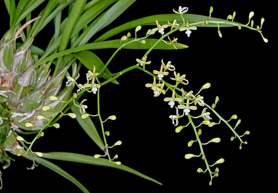 Acriopsis liliifolia est une épiphyte d’Asie du sud-est à pseudobulbes rapprochés dressés, ovales, de 3 à 5 cm de longueur et aux inflorescences de 15 à 50 cm © G. Mazza