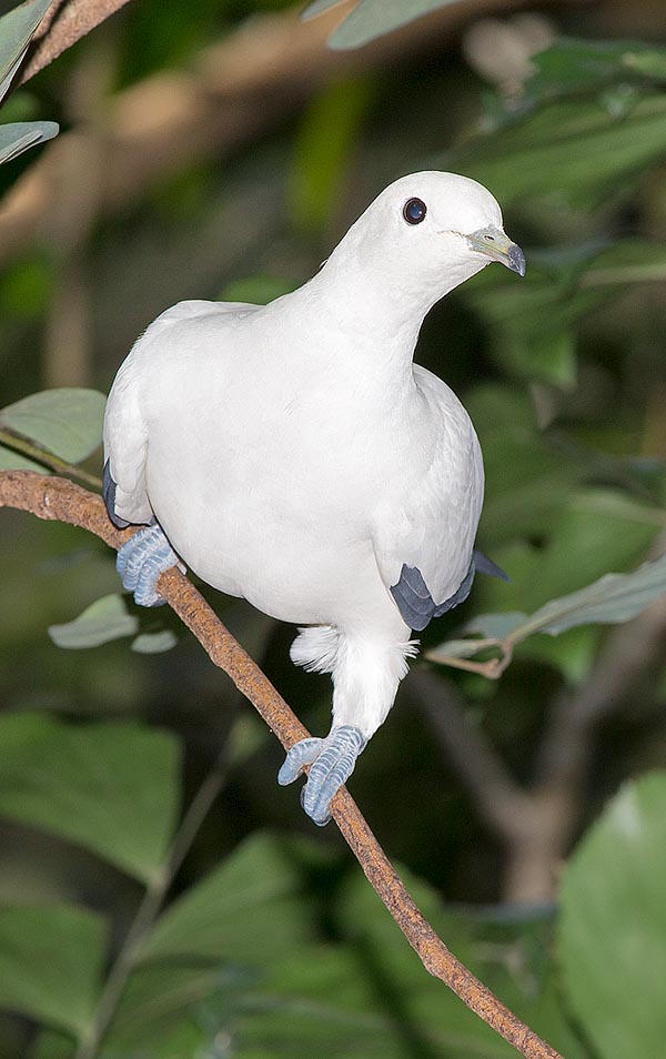 The Pied imperial pigeon (Ducula bicolor) is a sedentary species of the coastal forests and the mangroves formations going from Bay of Bengal, through Indonesia, up to Philippines and New Guinea © G. Mazza