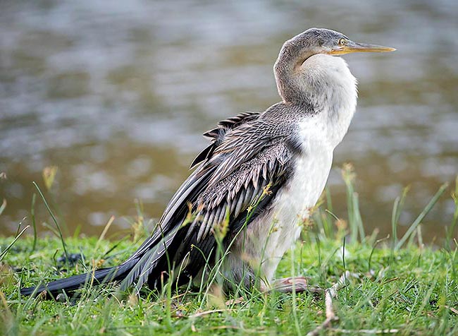The female is widely whitish, more or less streaked by black lines and spots © Gianfranco Colombo