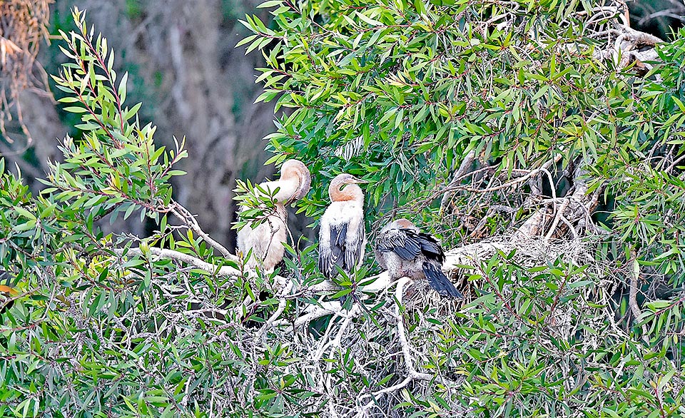 Mum with progeny not far from the nest. Male and female alternate in hatching that lasts about a month © Gianfranco Colombo