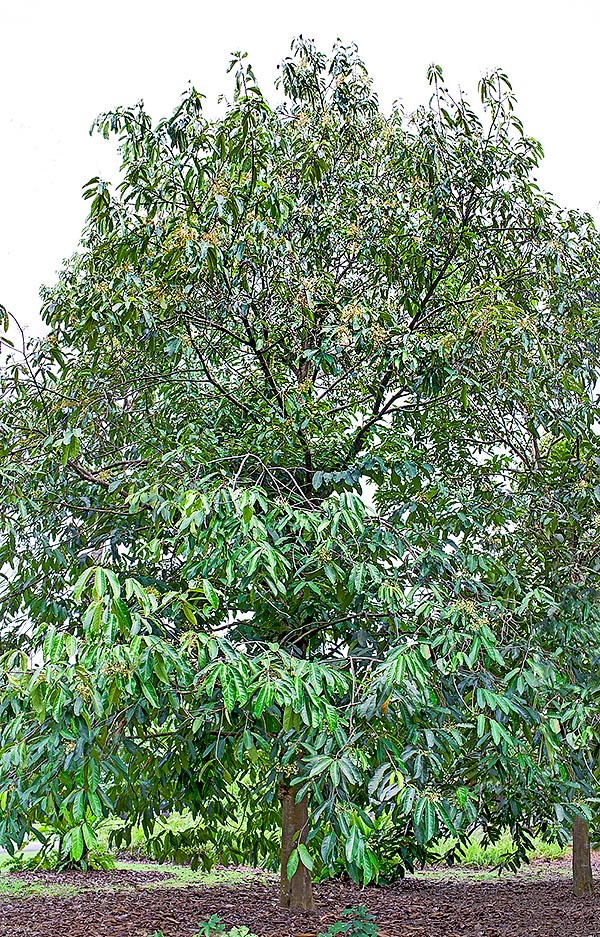 Originaire des Philippines, d’Indonésie et de Papouasie Nouvelle Guinée Vatica rassak est un arbre pouvant atteindre une hauteur de 30 m, au tronc cylindrique, de 20 à 70 cm de diamètre © G. Mazza