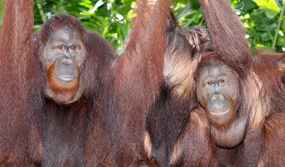 The young males of Pongo pygmaeus are very similar to the females, that also do have a small throat sac. They can produce flanges from the 15 years of age if not inhibited by the scaring long calls of a dominant male. They are sexually valid, but will not get too heavy and risk to spend all the life as unflanged © Giuseppe Mazza