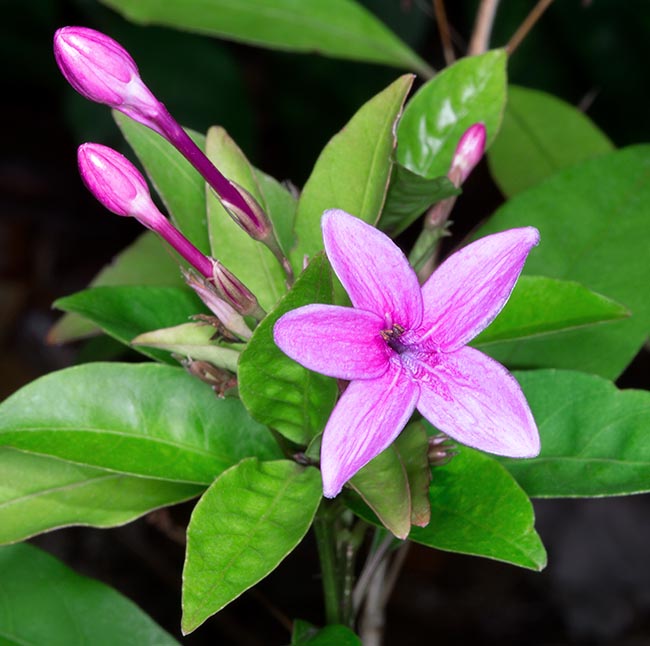 Pseuderanthemum laxiflorum is native to Fiji Islands and New Hebrides where grows in the pluvial forests at low and medium altitudes. Fast growth and easy cultivation in the tropical gardens and warm temperate climates © Giuseppe Mazza