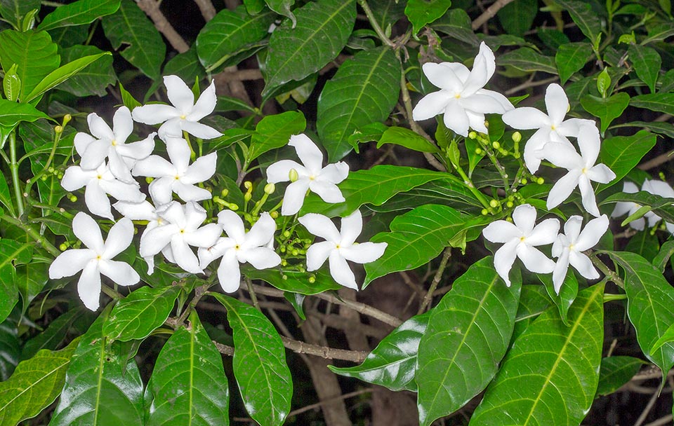 Originaria delle regioni tropicali dell’Asia sud-orientale, la Tabernaemontana divaricata è un sempreverde di circa 4 m, con ramificazioni dicotomiche e linfa lattiginosa. Fiori di 3-5 cm di diametro. Profumano di notte, riuniti in ricche infiorescenze all’ascella delle biforcazioni superiori dei rami. Tutte le parti della pianta sono tossiche. In passato il lattice veniva utilizzato per avvelenare le frecce. Tradizionali virtù medicinali di radici, foglie, fiori e lattice al vaglio della farmacopea ufficiale © G. Mazza